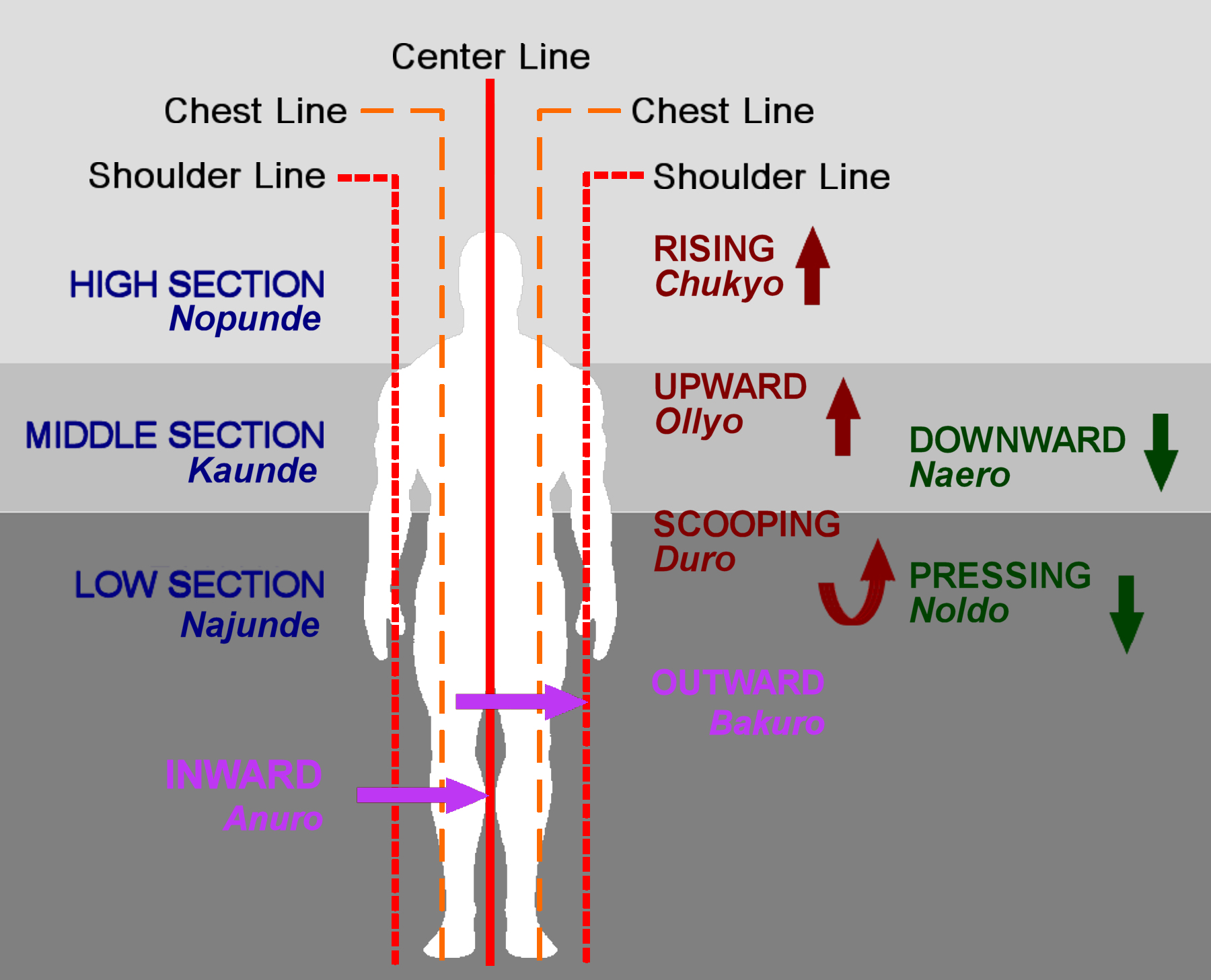 Sections and Line of the Body